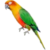 🦜 Эмодзи «Тропики» для Telegram
