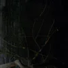 Стикер 34 True Detective