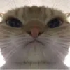Стикер 11 Ultimate Memes 2