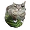 Стикер 5 Ultimate Memes 2