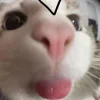 Стикер 18 Ultimate Memes 2