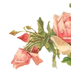 🌟 Эмодзи «╔══ஓ๑ ๑ஓ══╗ ⋅⋆⋄ ⋅⋆⋄» для Telegram