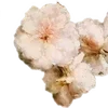 🌟 Эмодзи «╔══ஓ๑ ๑ஓ══╗ ⋅⋆⋄ ⋅⋆⋄» для Telegram