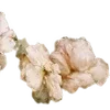 🌟 Эмодзи «╔══ஓ๑ ๑ஓ══╗ ⋅⋆⋄ ⋅⋆⋄» для Telegram