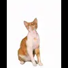 Стикер 4 VIP