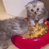 Стикер 55 Котики3333