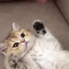 Стикер 40 Котики3333