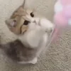 Стикер 31 Котики3333