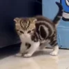 Стикер 14 Котики3333