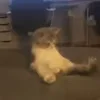 Стикер 30 Котики3333