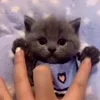 Стикер 56 Котики3333