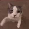 Стикер 36 Котики3333