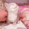 Стикер 39 Котики3333