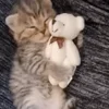 Стикер 45 Котики3333