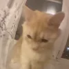 Стикер 51 Котики3333
