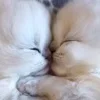 Стикер 42 Котики3333