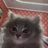 Стикер 57 Котики3333