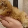 Стикер 16 Котики3333