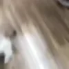 Стикер 34 Котики3333