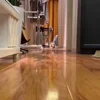 Стикер 10 Котики3333