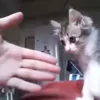 Стикер 32 Котики3333