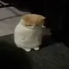 Стикер 9 Котики3333