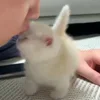 Стикер 13 Котики3333