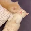 Стикер 37 Котики3333