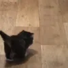Стикер 28 Котики3333