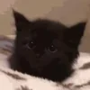 Стикер 33 Котики3333