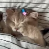Стикер 8 Котики3333