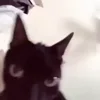 Стикер 54 Котики3333
