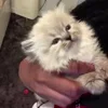 Стикер 44 Котики3333