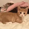 Стикер 41 Котики3333