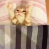 Стикер 38 Котики3333