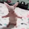 Стикер 49 Котики3333