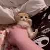 Стикер 5 Котики3333