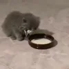 Стикер 15 Котики3333