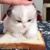 Стикер 6 Котики3333
