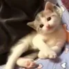 Стикер 7 Котики3333