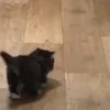 Стикер 50 Котики3333