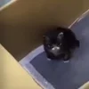 Стикер 4 Котики3333