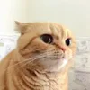 Стикер 48 Котики3333