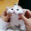 Стикер 24 Котики3333