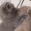 Стикер 17 Котики3333