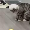 Стикер 12 Котики3333