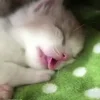 Стикер 60 Котики3333