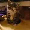 Стикер 47 Котики3333