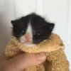 Стикер 52 Котики3333