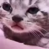Стикер 43 Котики3333